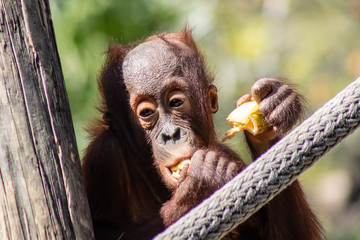 Baby bornean orangutan © Suzanna