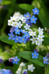 Myosotis