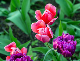 Background of colorful colorful fresh tulips