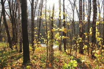 Fototapeta premium Autumn landscape. Forest, river, sun 