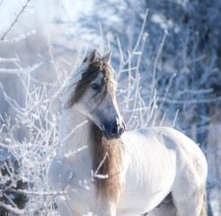 white horse in winter