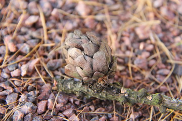 A small cone of a coniferous tree on a branch lying on small stones 