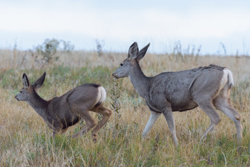 Wild Deer on the High Plains of Colorado