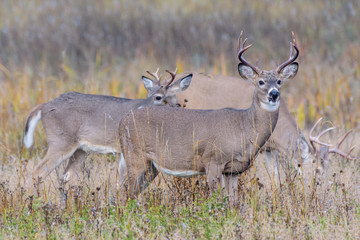 Wild Deer on the High Plains of Colorado