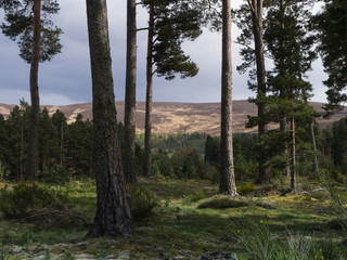 trees with scottish highland in background