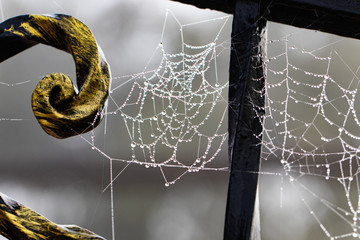 Spider web with raindrops  on metal forged construction