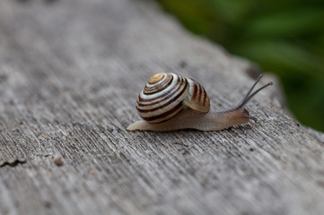 land snail on it's way