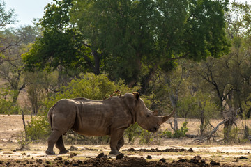 White rhino on the savannah