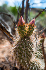 Pink cactus buds near bloom in the Southern Utah desert wilderness