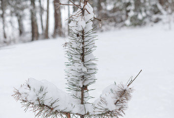 Green young fir-trees in a winter glade