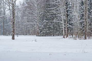 Snow on the trees in the park after the last snowfall.