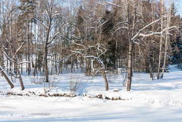 The trees illuminated by the winter sun on a forest glade © liga258