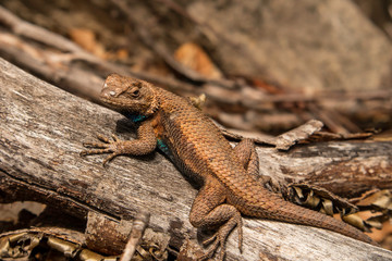 Male fence lizard - Sceloporus undulatus