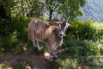 Fototapeta premium Fauna tipica, Piani d'Erna, Lombardia