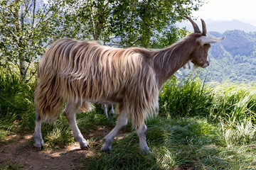 Fauna tipica, Piani d'Erna, Lombardia