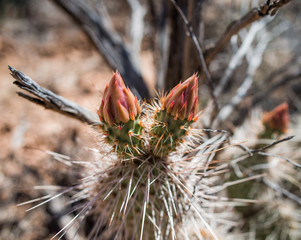 Budding fine-needled cactus in the Southern Utah desert wilderness