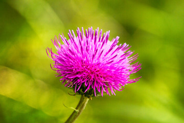 Flora tipica, Piani d'Erna, Lombardia