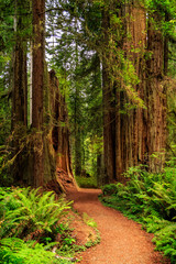 A Path Through The Redwoods - 239588617