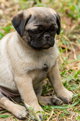 Fototapeta premium pug