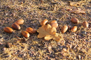 A few acorns lying with an oak leaf on pine needles