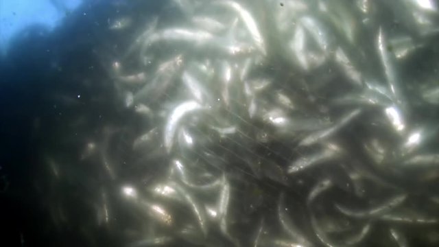 Omul fish omul in fishing net underwater at Lake Baikal.