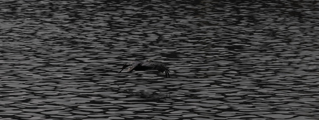 Pellicani in atterraggio