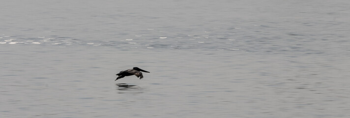 Pellicani in atterraggio