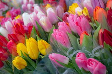 Beautiful fresh multi-colored tulips for women on mother's Day, March 8 outdoors. Raindrops lie on a bouquet of tulips. There are a variety of varieties of tulips. Selective focus.