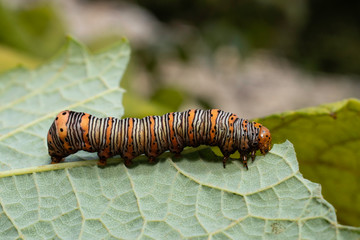 Beautiful wood-nymph moth caterpillar eating a grape leaf - Eudryas grata