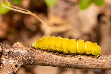 Luna moth caterpillar, pre-pupation - Actias luna