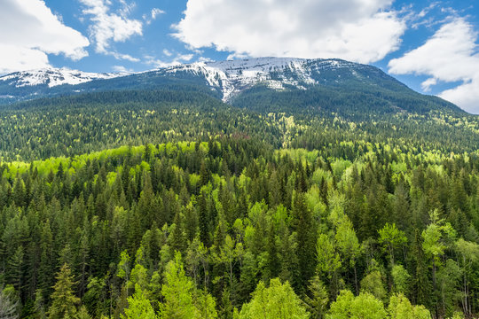 Colorful forest of British Columbia in spring with snowy mountains in background - Canada
