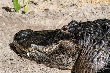 Obraz premium American alligator