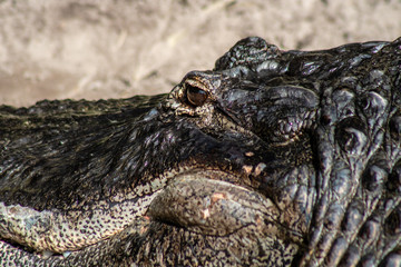 American alligator