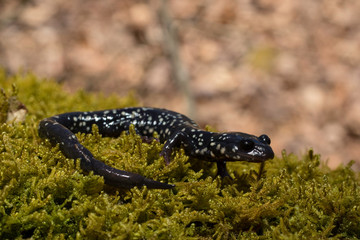 Obraz na płótnie Canvas Northern slimy salamander on moss - Plethodon glutinosis