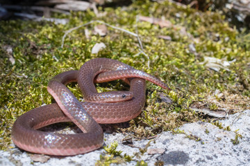 Eastern worm snake on mossy rock - Carphophis amoenus