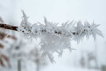 Fototapeta premium Oak Branch Covered With Snow and Hoar Frost 