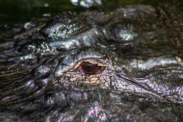 American alligator