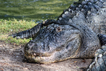 American alligator