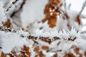 Fototapeta premium Oak Branch Covered With Snow and Hoar Frost 