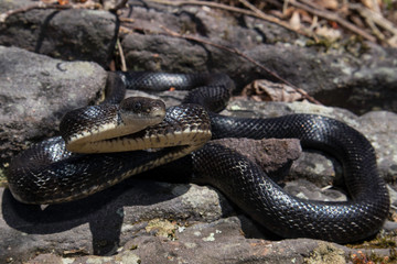 Defensive eastern rat snake - Pantherophis alleghaniensis