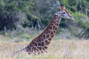 Giraffe 6