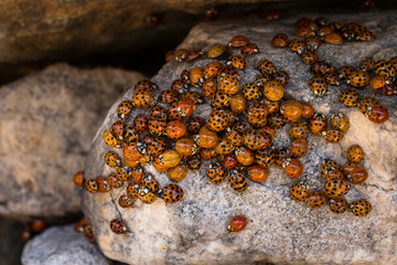 Lady bug group