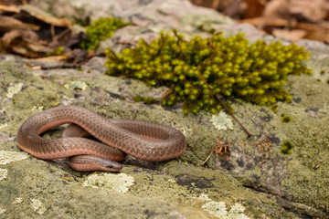 Eastern worm snake - Carphophis amoenus