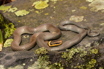 Northern ring neck snake - Diadophis punctatus edwardsii