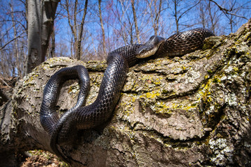 Eastern rat snake basking on a tree branch - Pantherophis alleghaniensis