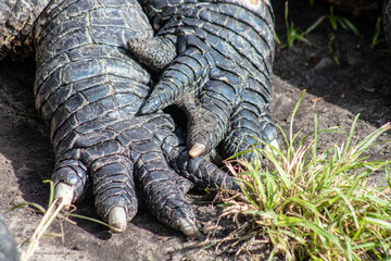 American alligator