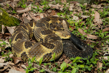Timber rattlesnake - Crotalus horridus