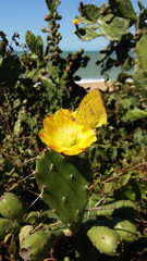 Yellow butterfly feeding on a Opuntia monacantha yellow flower near the beach in Brazil