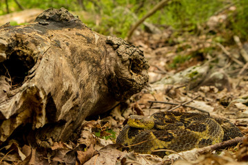 Timber rattlesnake ambushing next to a log - Crotalus horridus