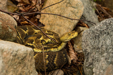 TImber rattlesnake - Crotalus horridus